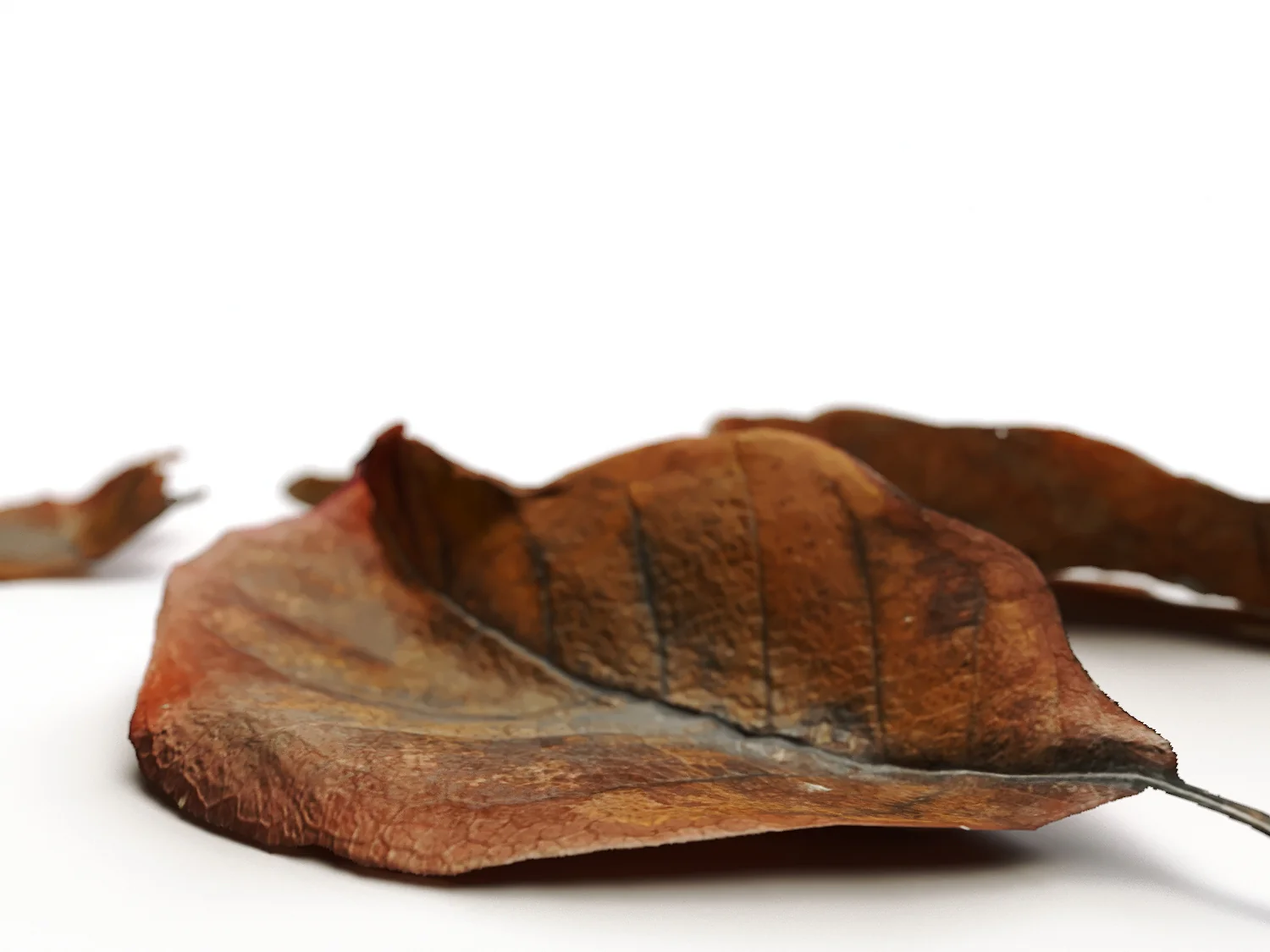 Dead Leaves Set 02 - Image 4