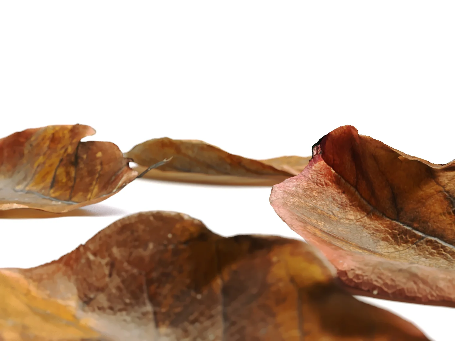 Dead Leaves Set 02 - Image 5