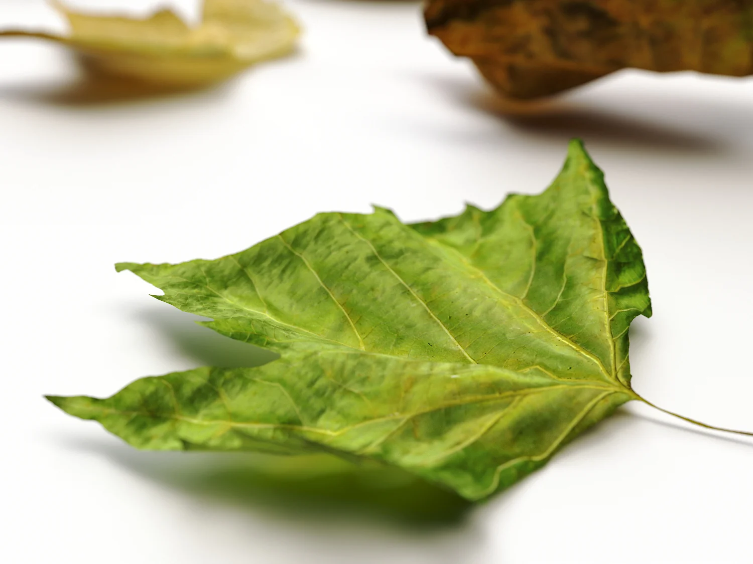 Dead Leaves Set 05 - Image 5