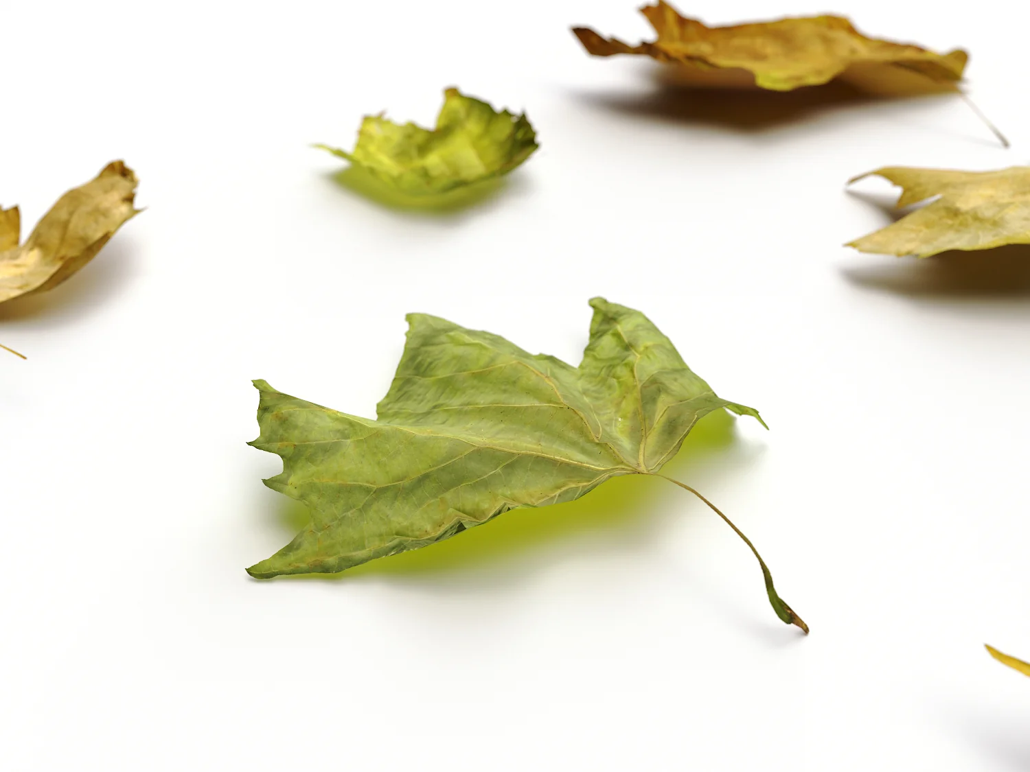 Dead Leaves Set 05 - Image 6