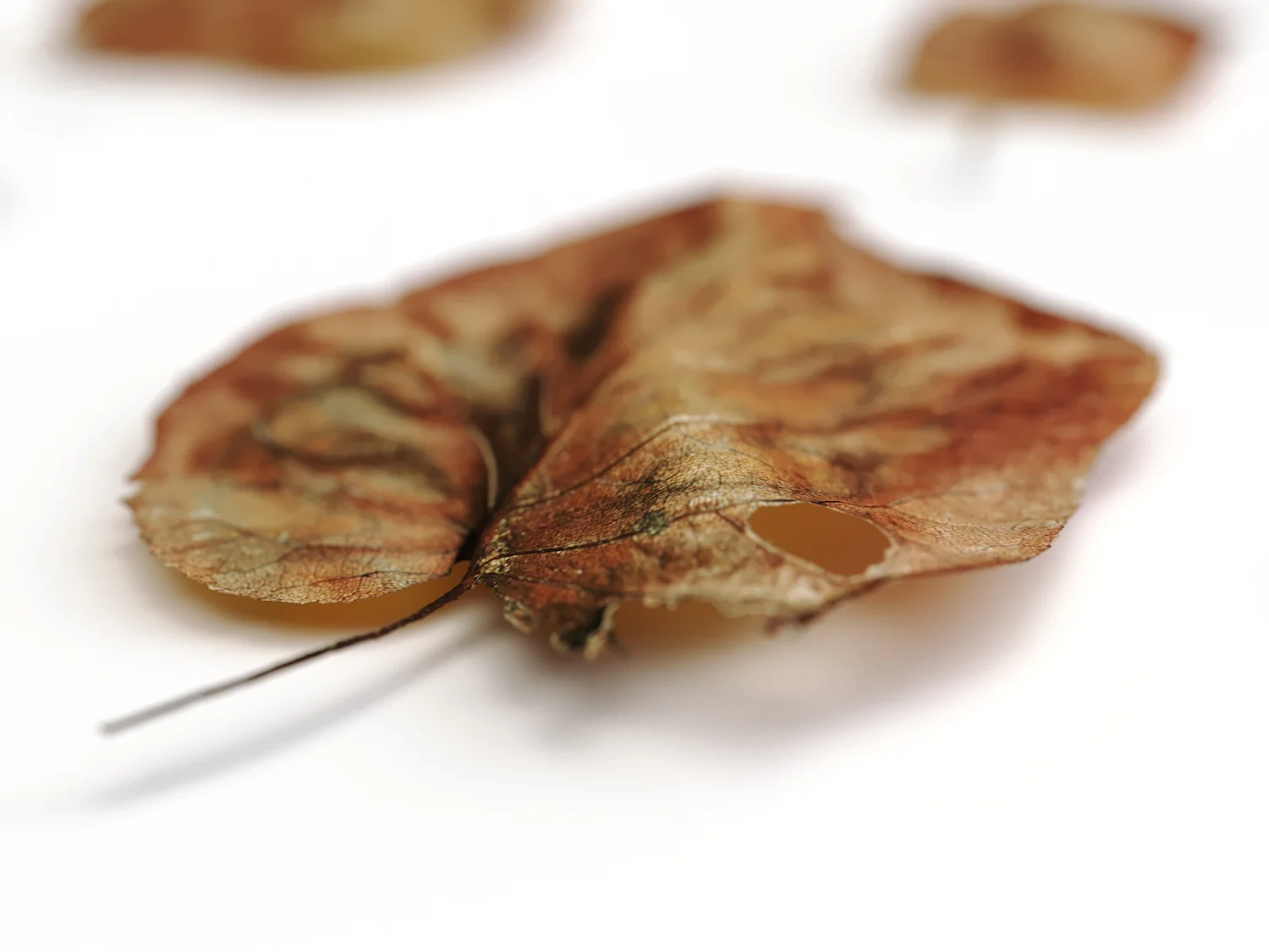Dead Leaves Set 03 - Image 3