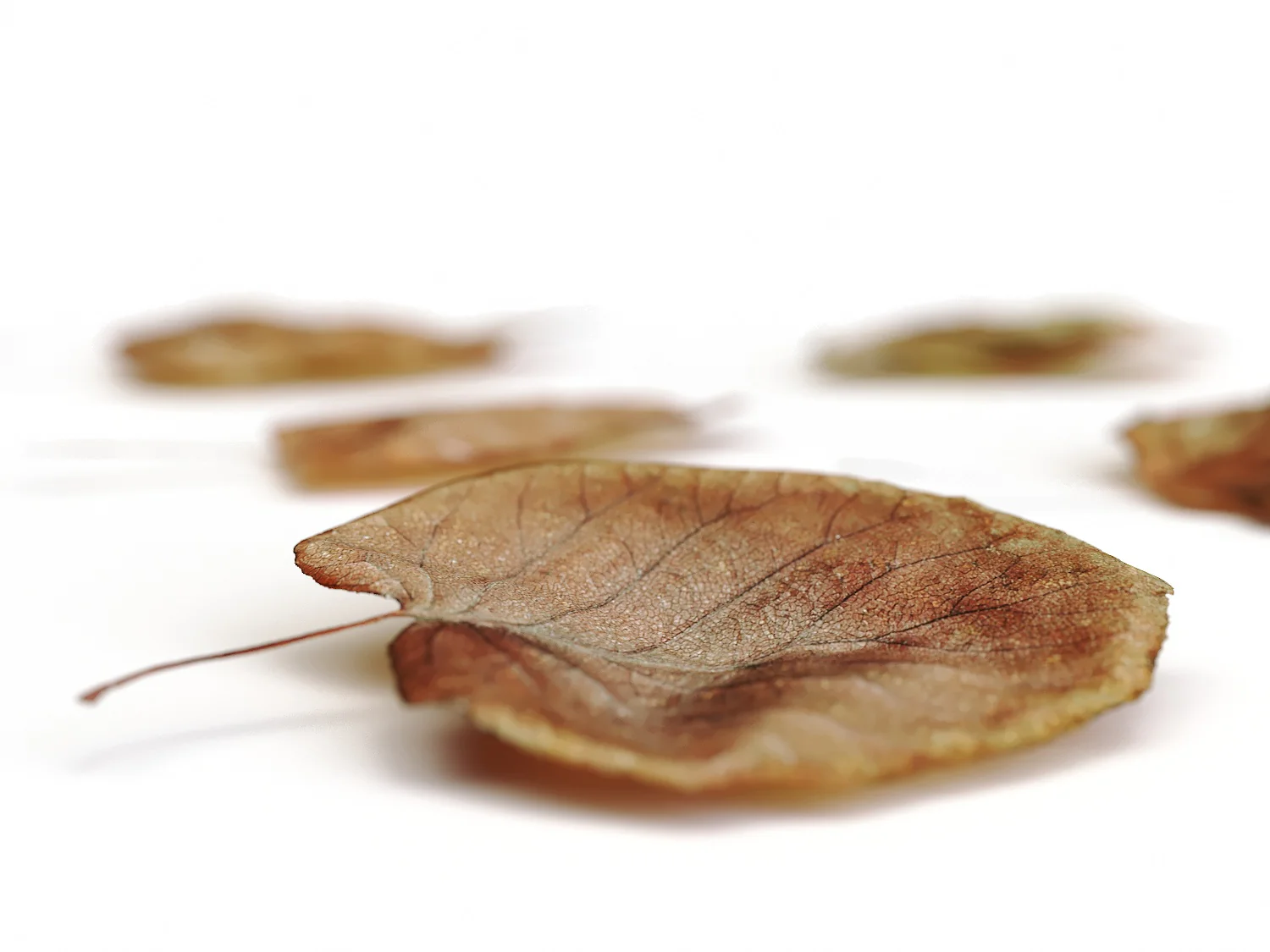 Dead Leaves Set 03 - Image 4