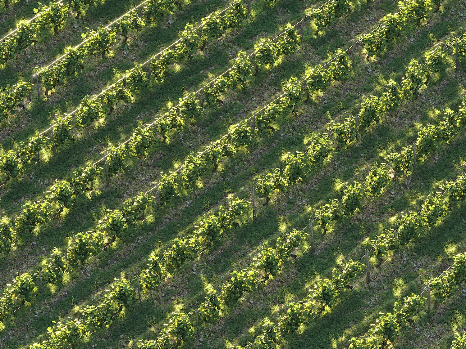 Dionysus Vineyard Pack - Image 3