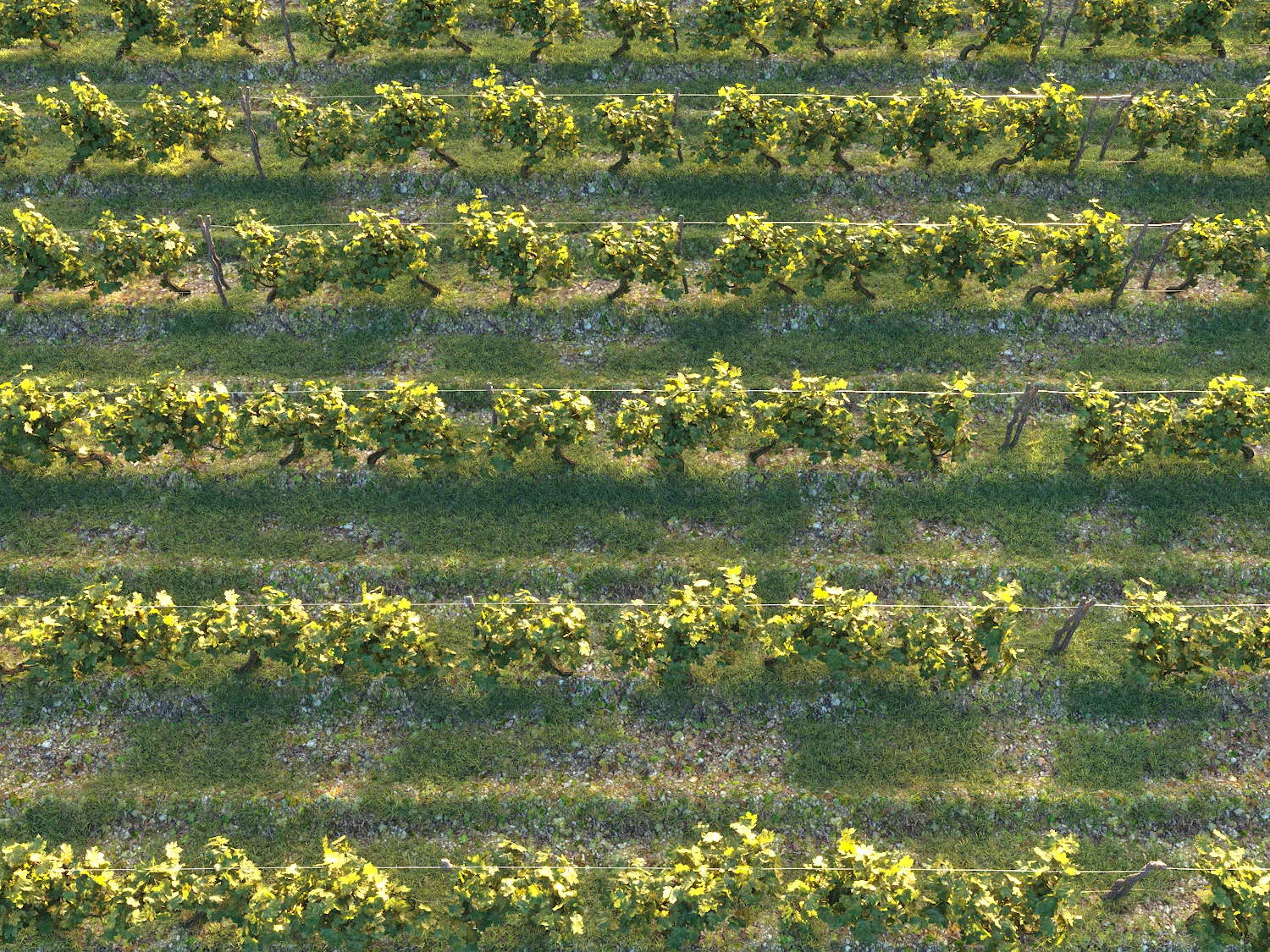Dionysus Vineyard Pack - Image 5