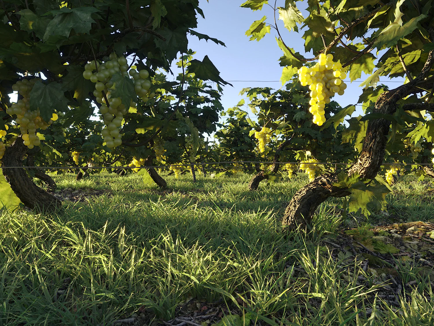 Dionysus Vineyard Pack - Image 6