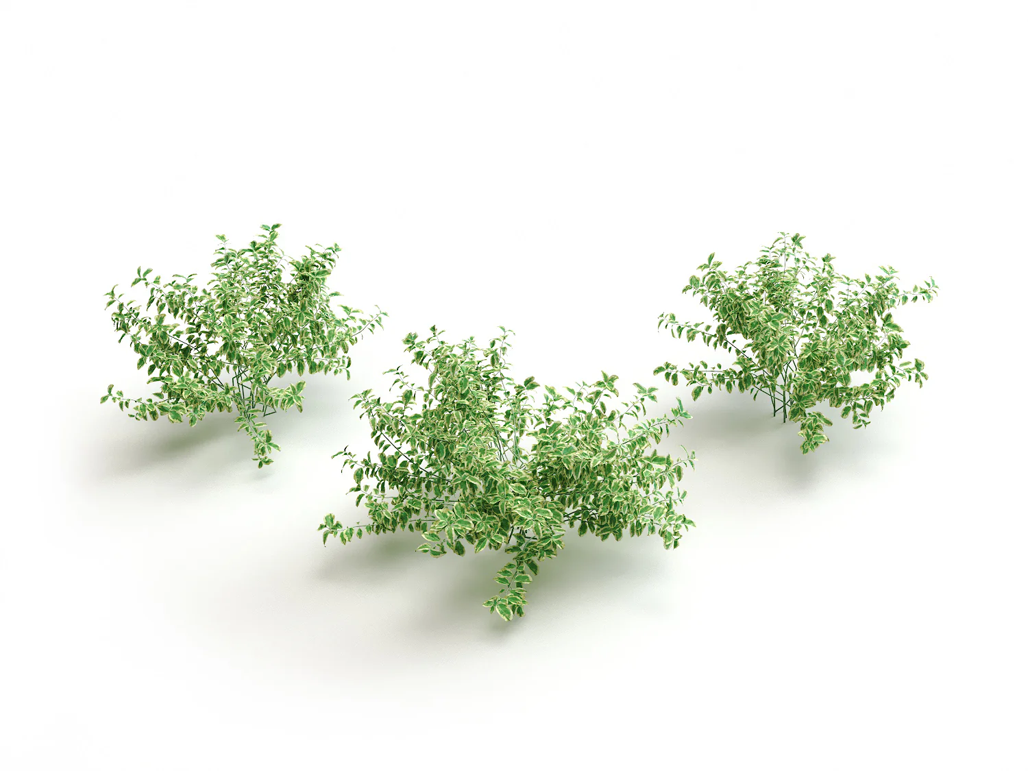 Bush Set 02
