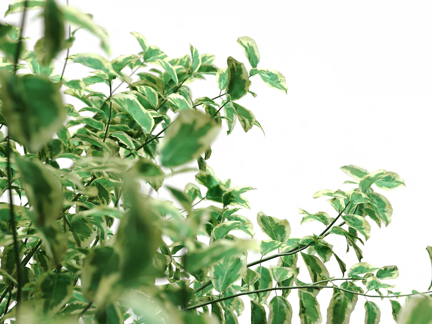 Bush Set 02 - Image 3
