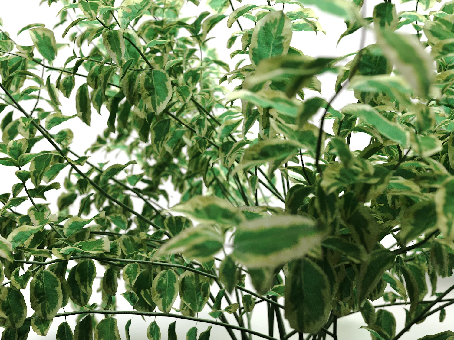 Bush Set 02 - Image 5
