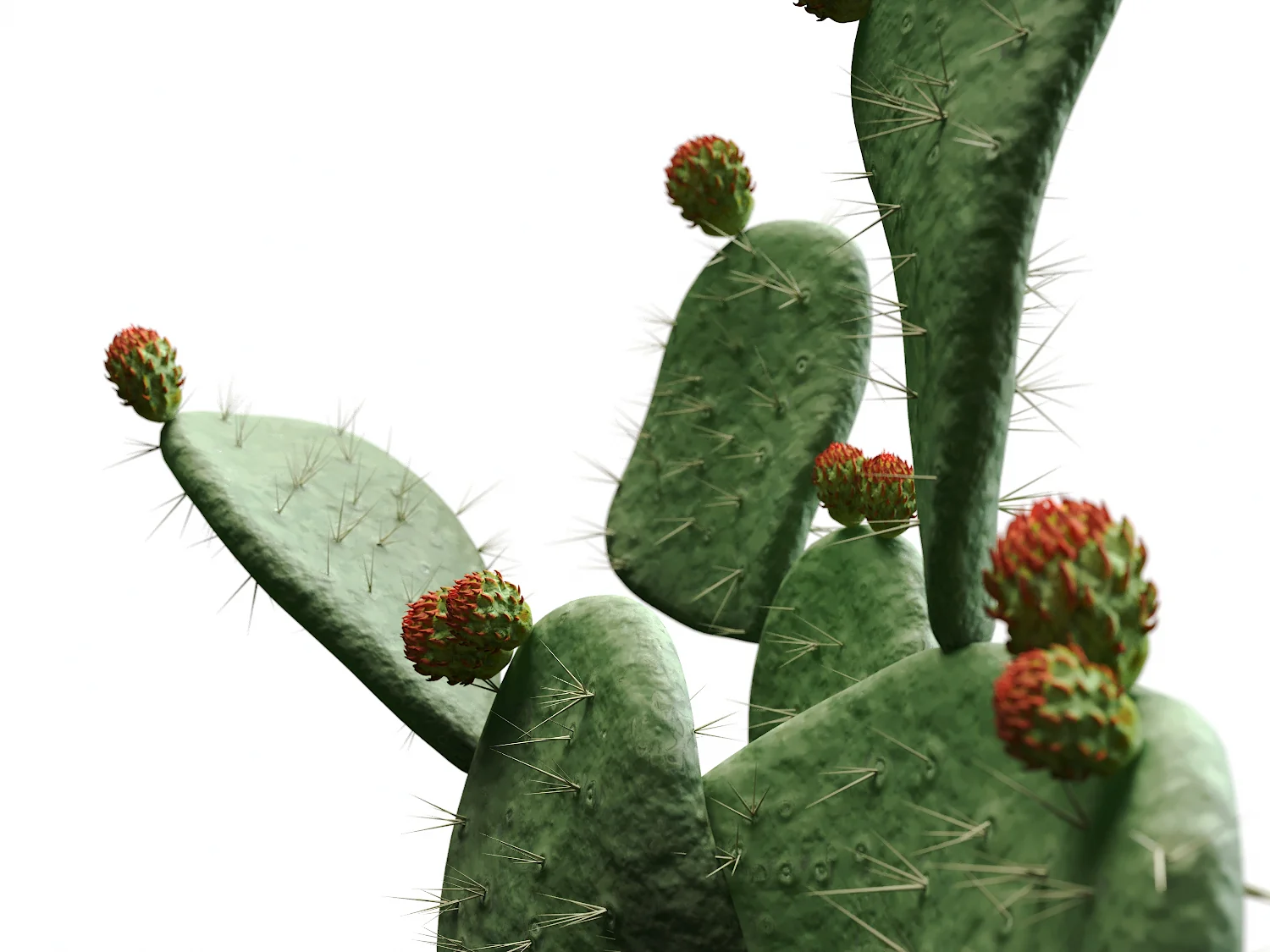 Flat Cactus Set - Image 3