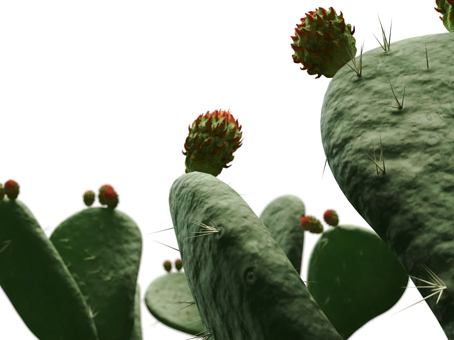 Flat Cactus Set - Image 4