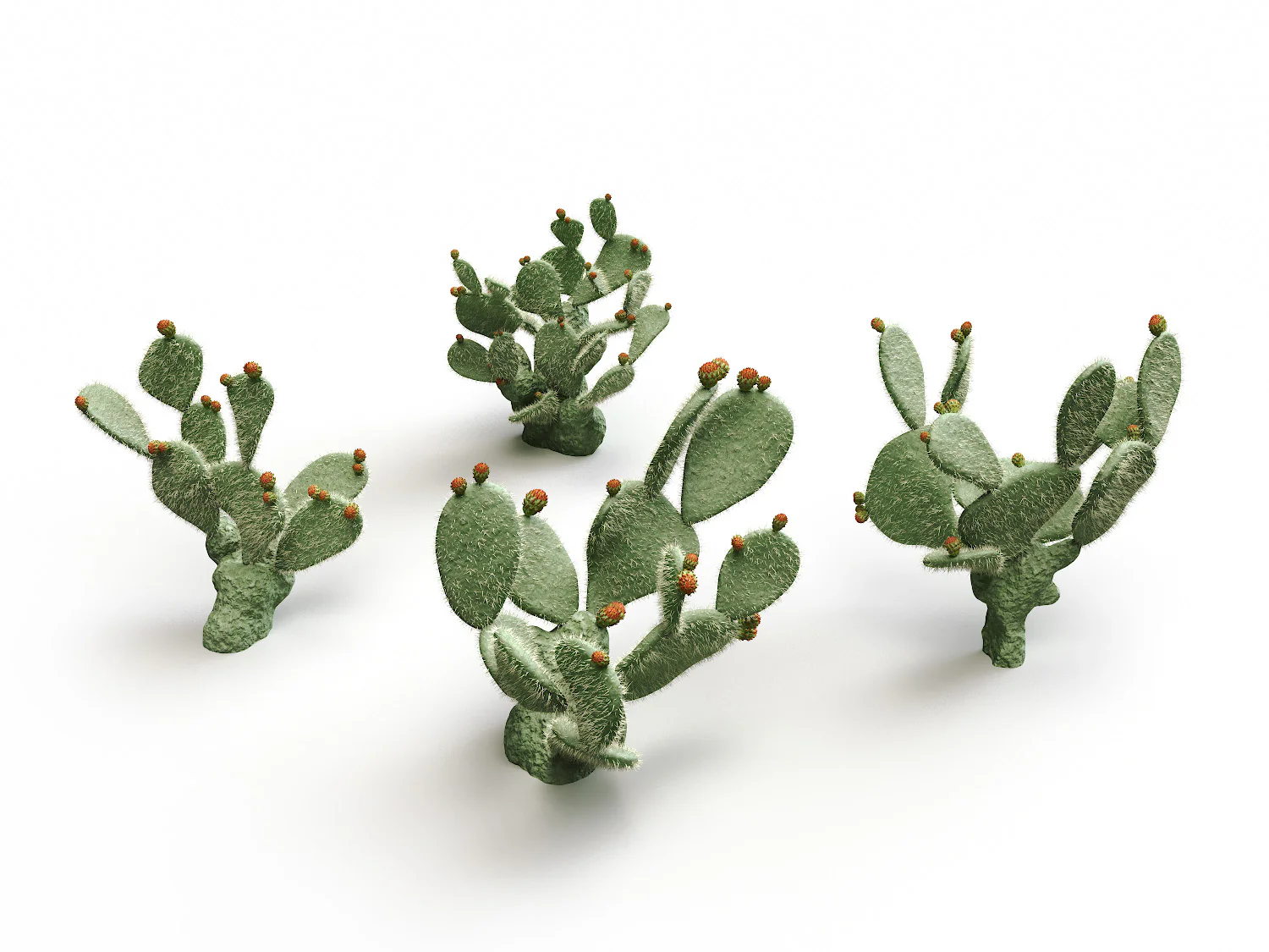 Flat Cactus Set - Image 5
