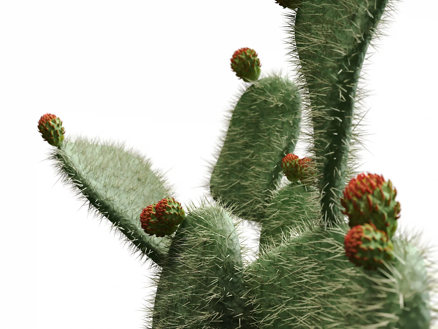 Flat Cactus Set - Image 6