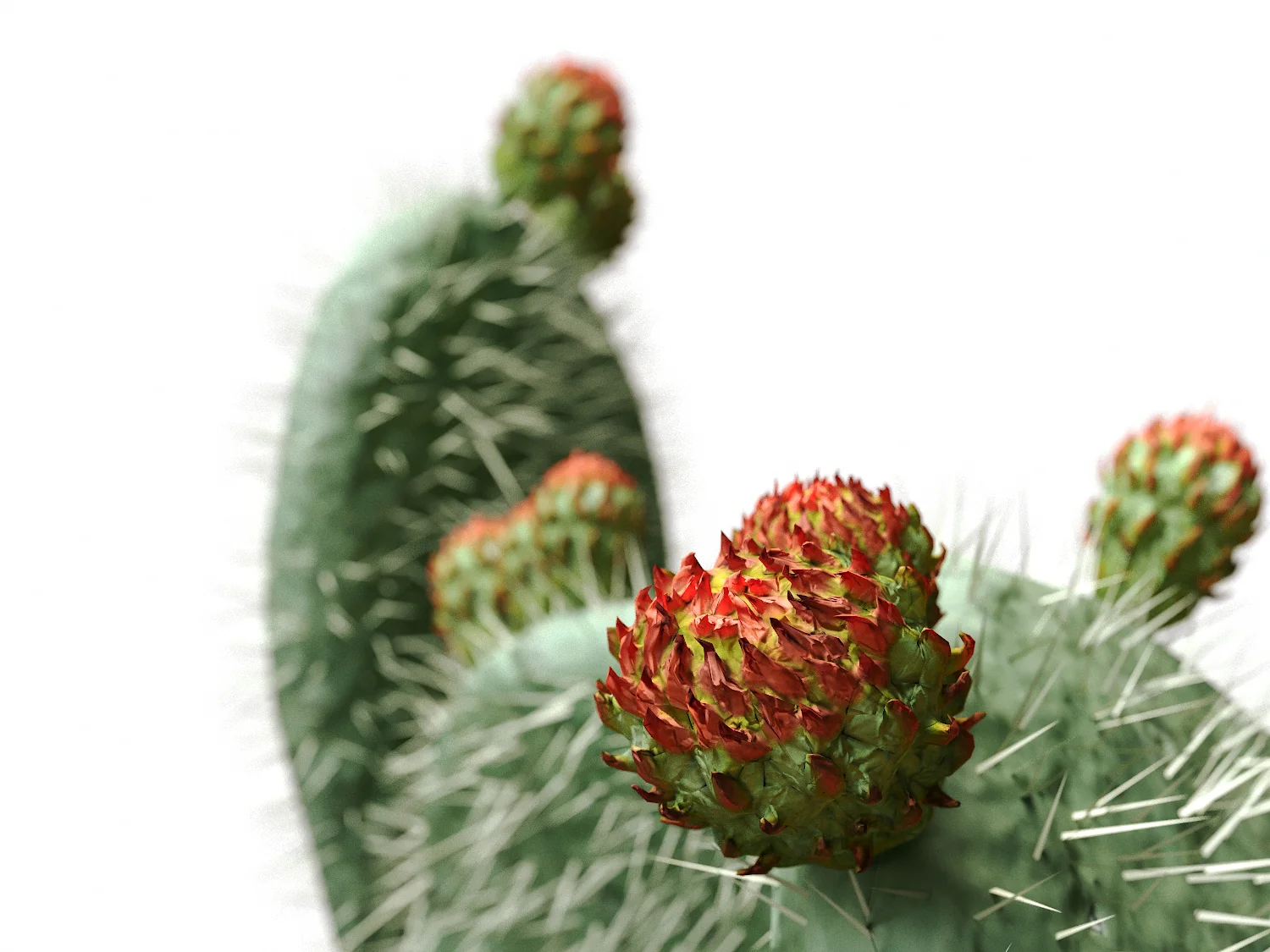Flat Cactus Set - Image 7