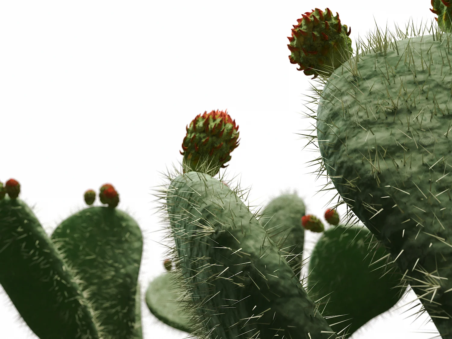 Flat Cactus Set - Image 8