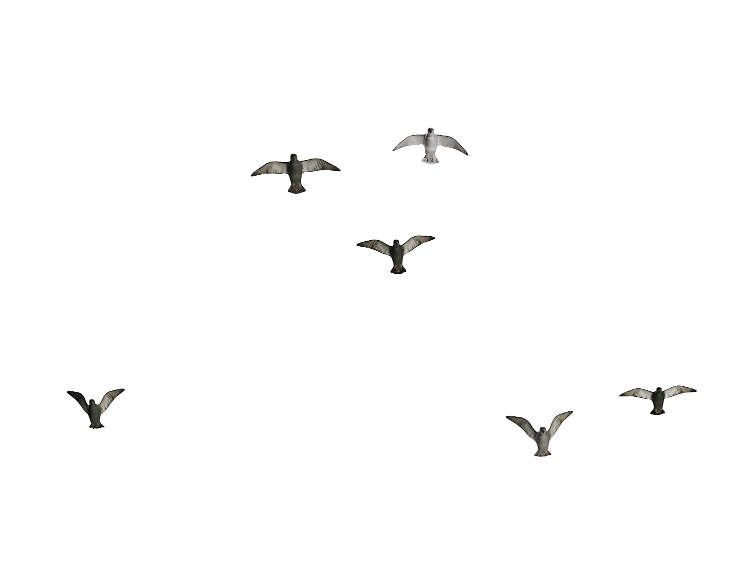 Flying Pigeons Set - Image 5
