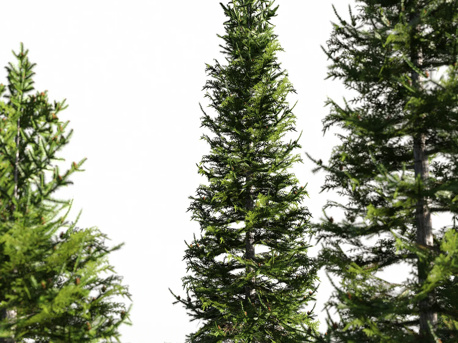 Low Poly Fir Tree Set - Image 6