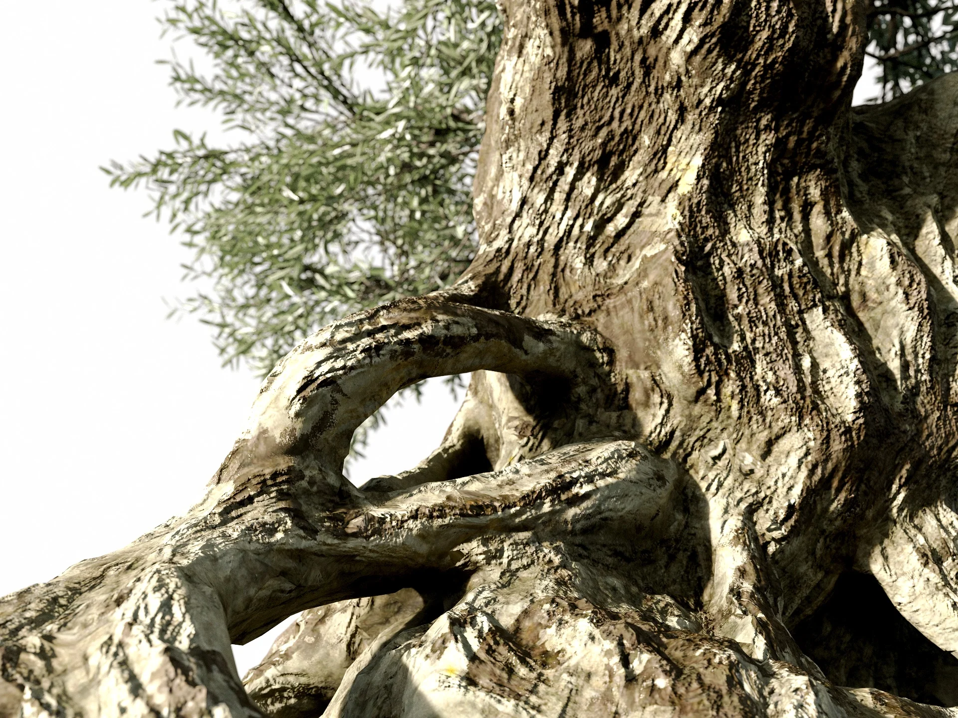 Olive Tree - Image 4
