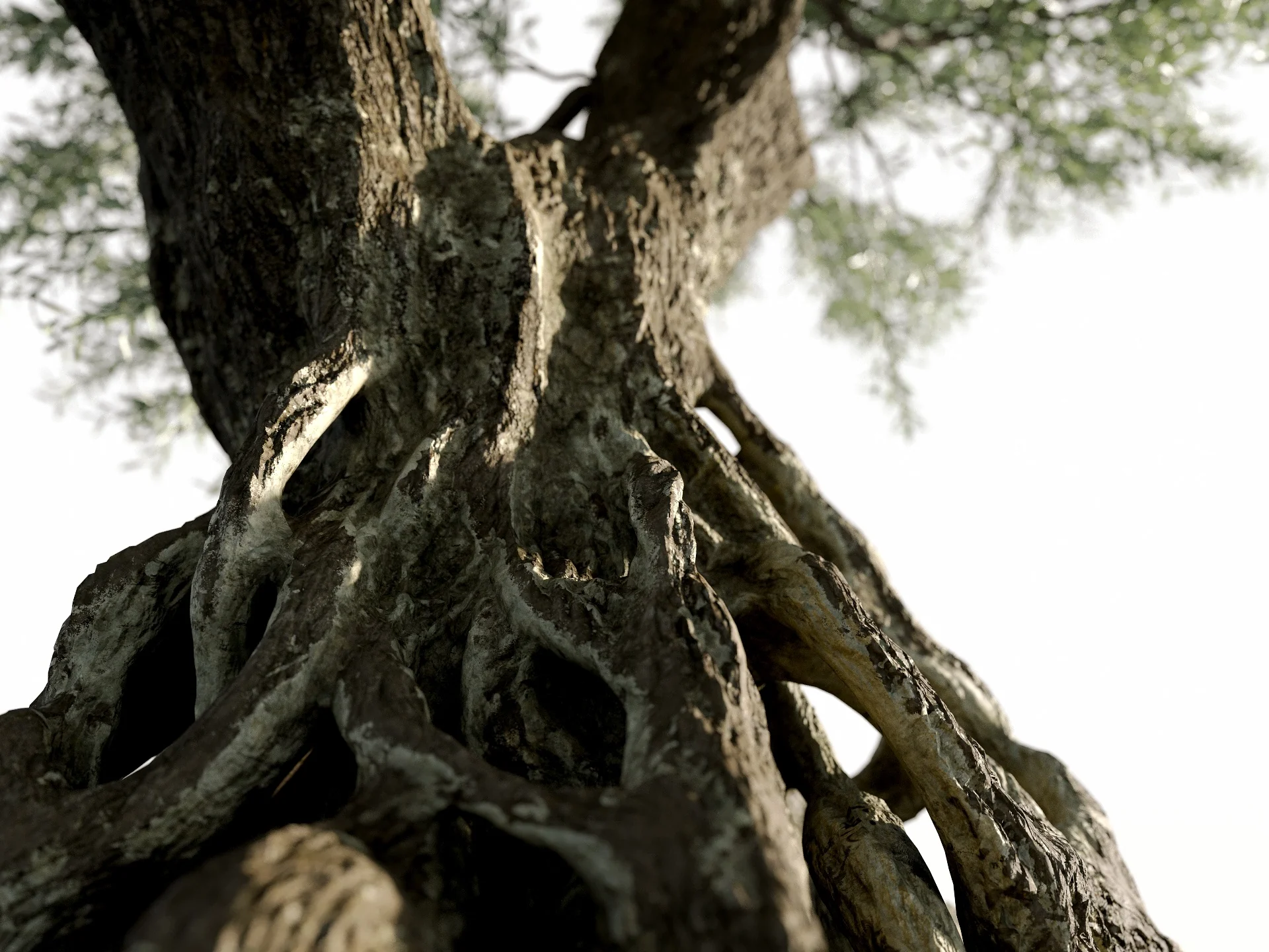 Olive Tree - Image 5