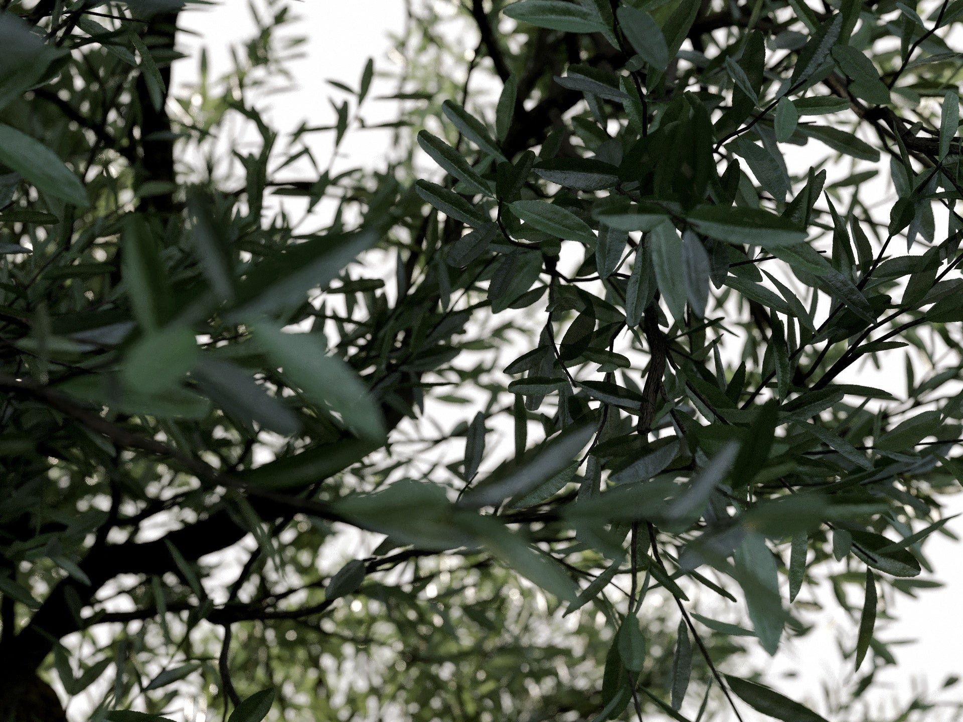 Olive Tree - Image 6