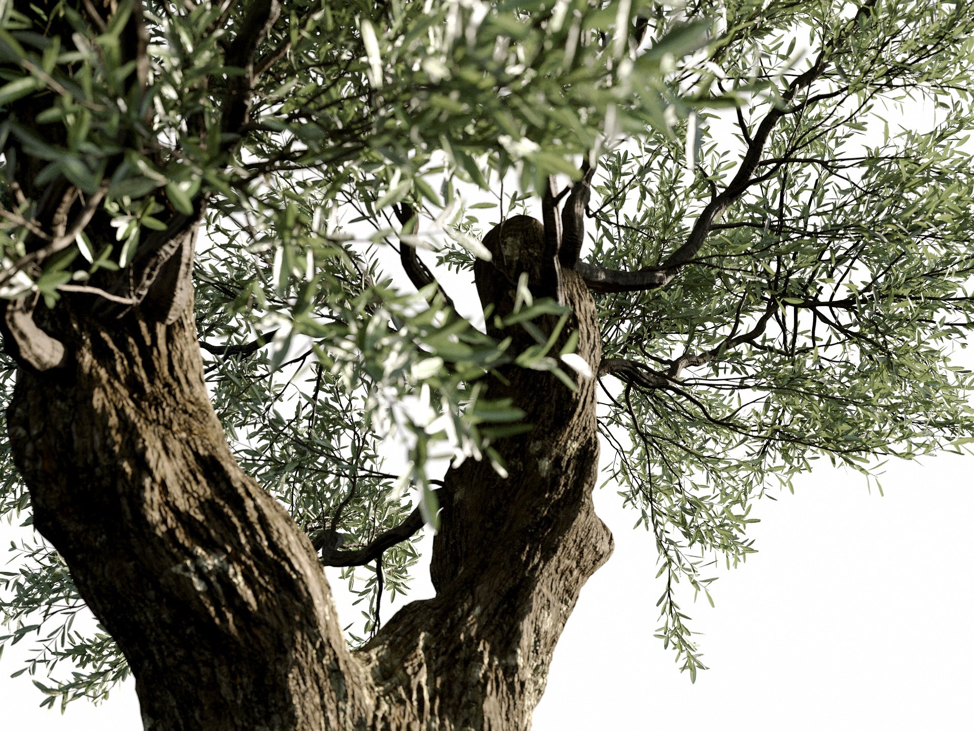 Olive Tree - Image 7
