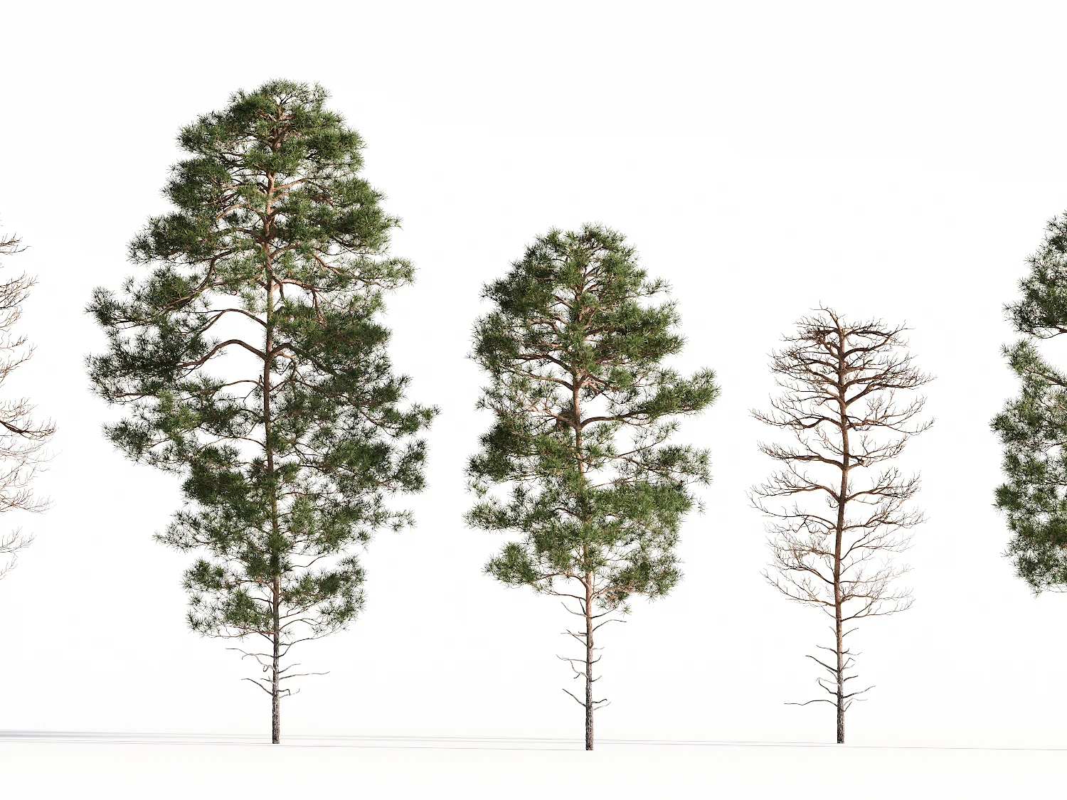 Salzmann Pine Tree Set - Image 3