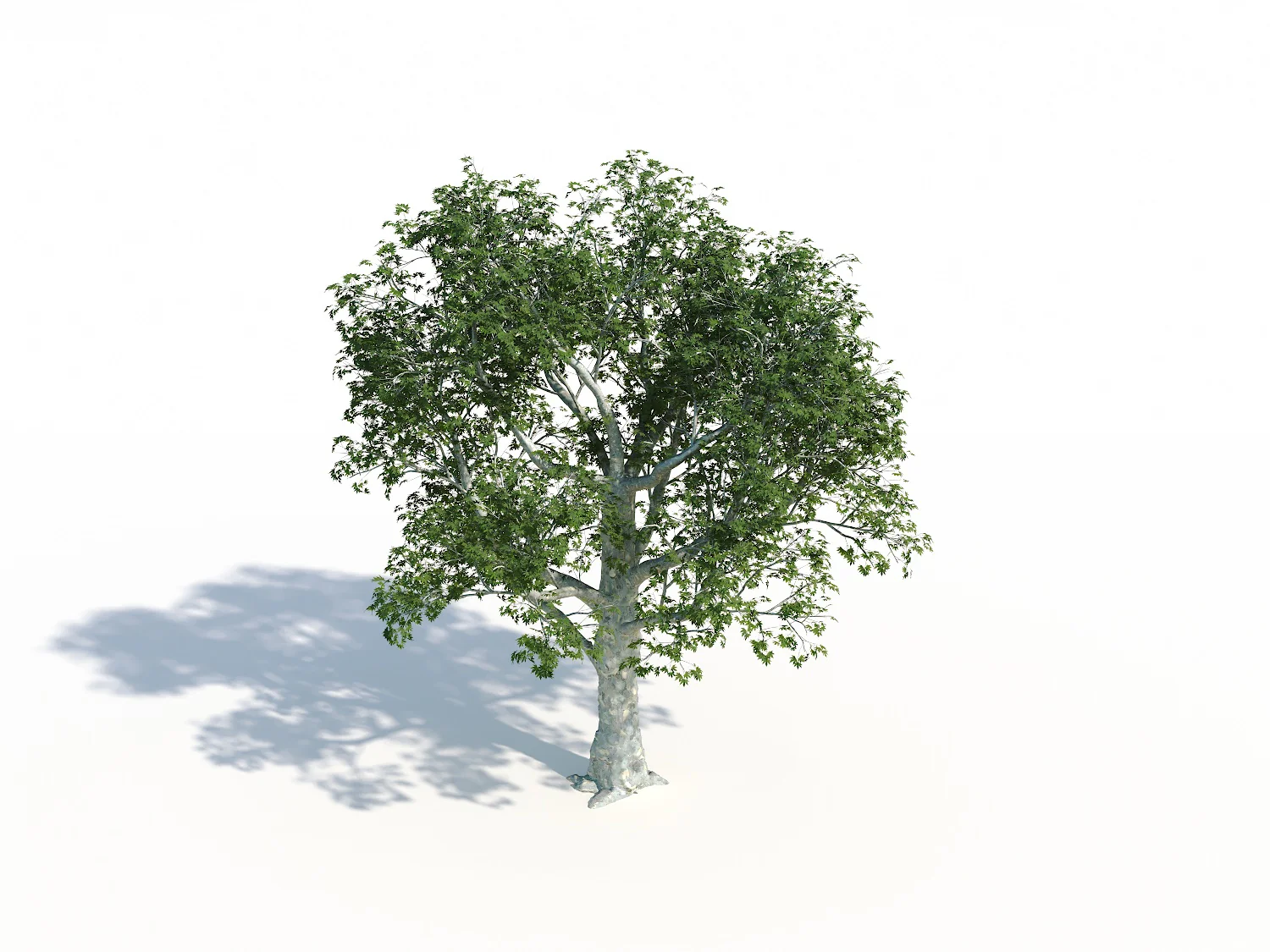 Big Platanus Tree - Image 3