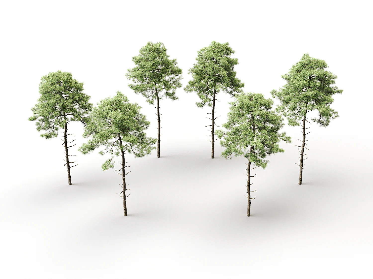 Scott Pine Tree Set - Image 3