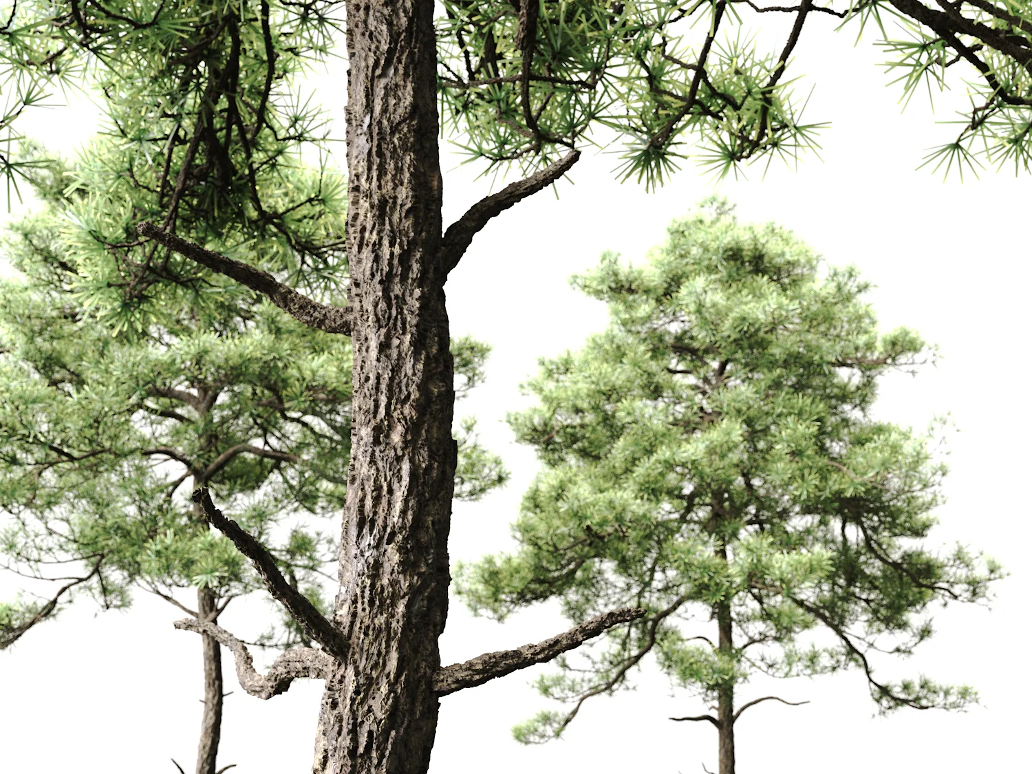 Scott Pine Tree Set - Image 4