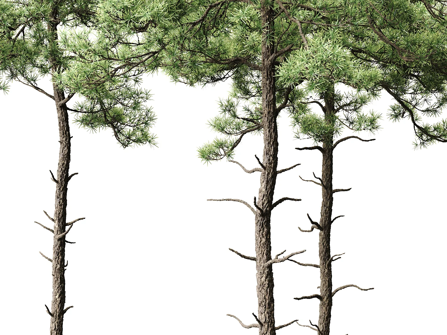 Scott Pine Tree Set - Image 5