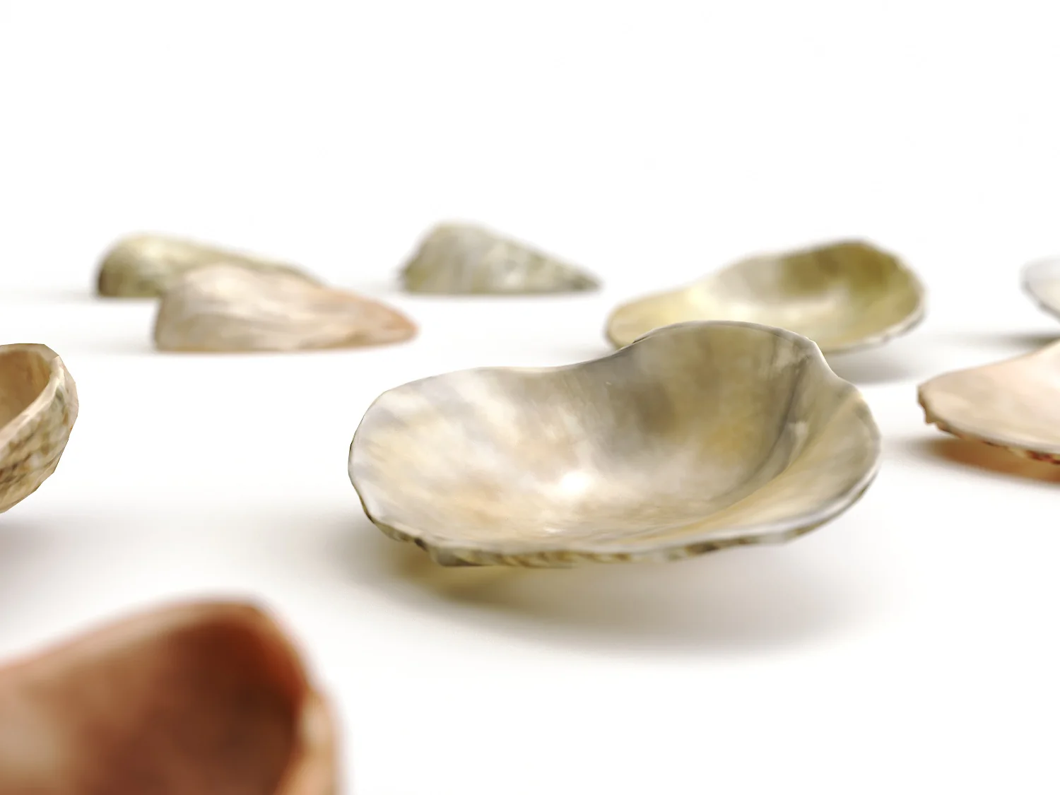 Sea Shell Set - Image 3