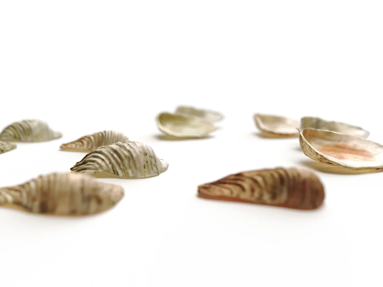 Sea Shell Set - Image 4