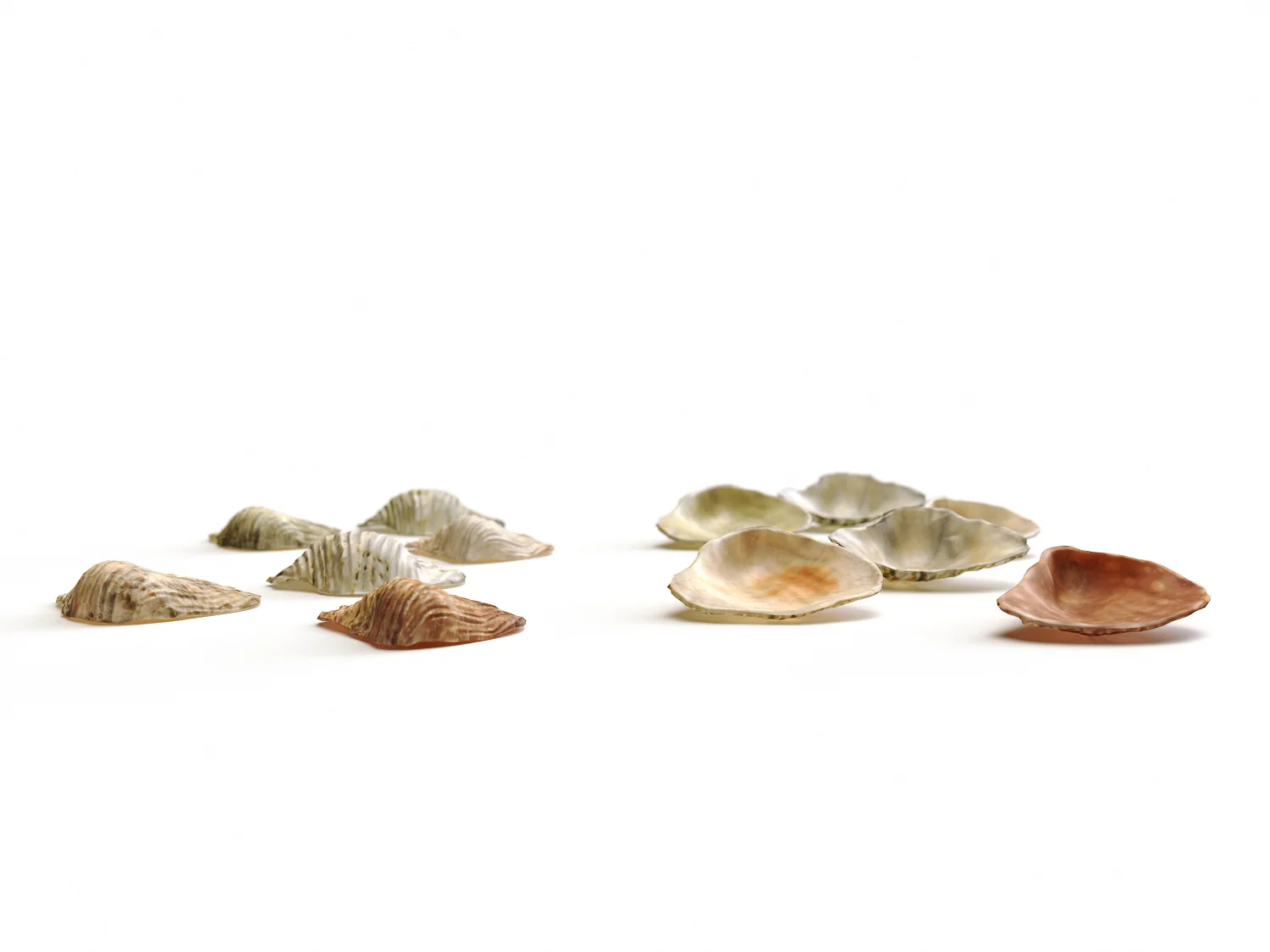 Sea Shell Set - Image 5