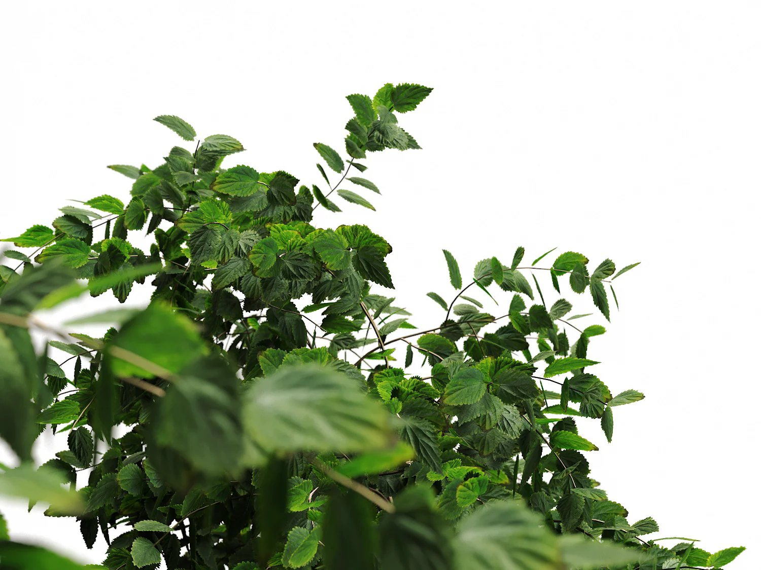 Bush Set 01 - Image 3