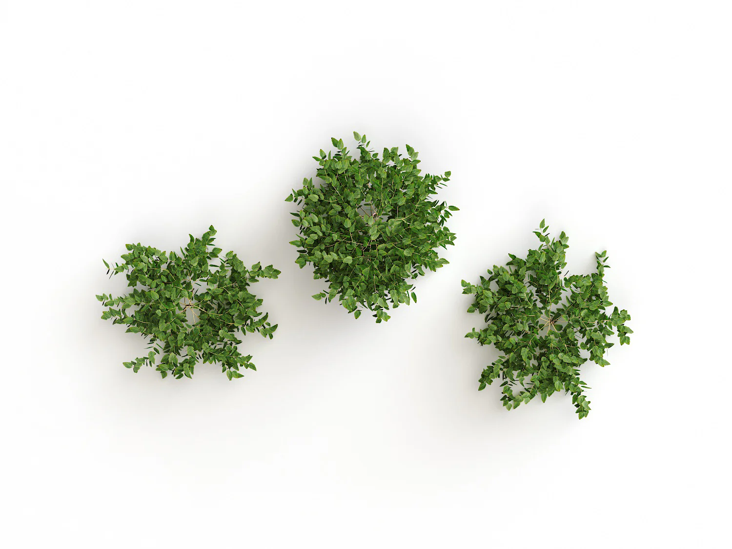 Bush Set 01 - Image 5